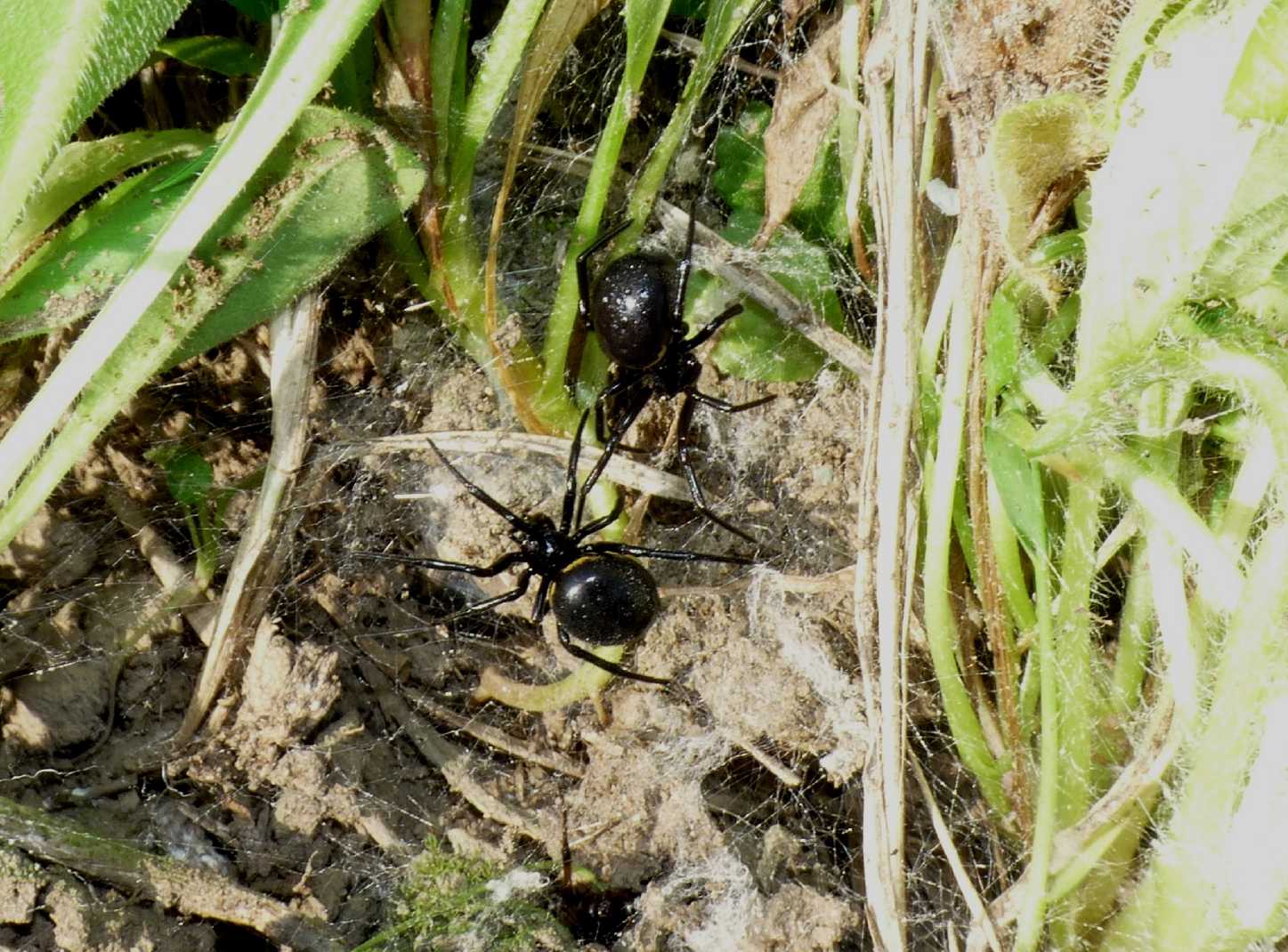 Coppia di Steatoda paykulliana